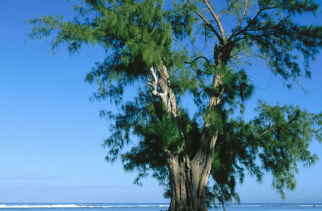 Tamarind tree (Tamarindus indica) and Indian Ocean in the background. La Reunion