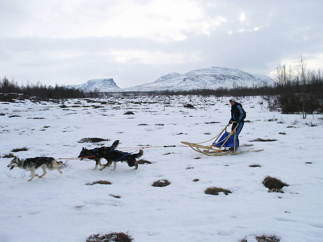 Sledge dogging. Abisko. Sweden