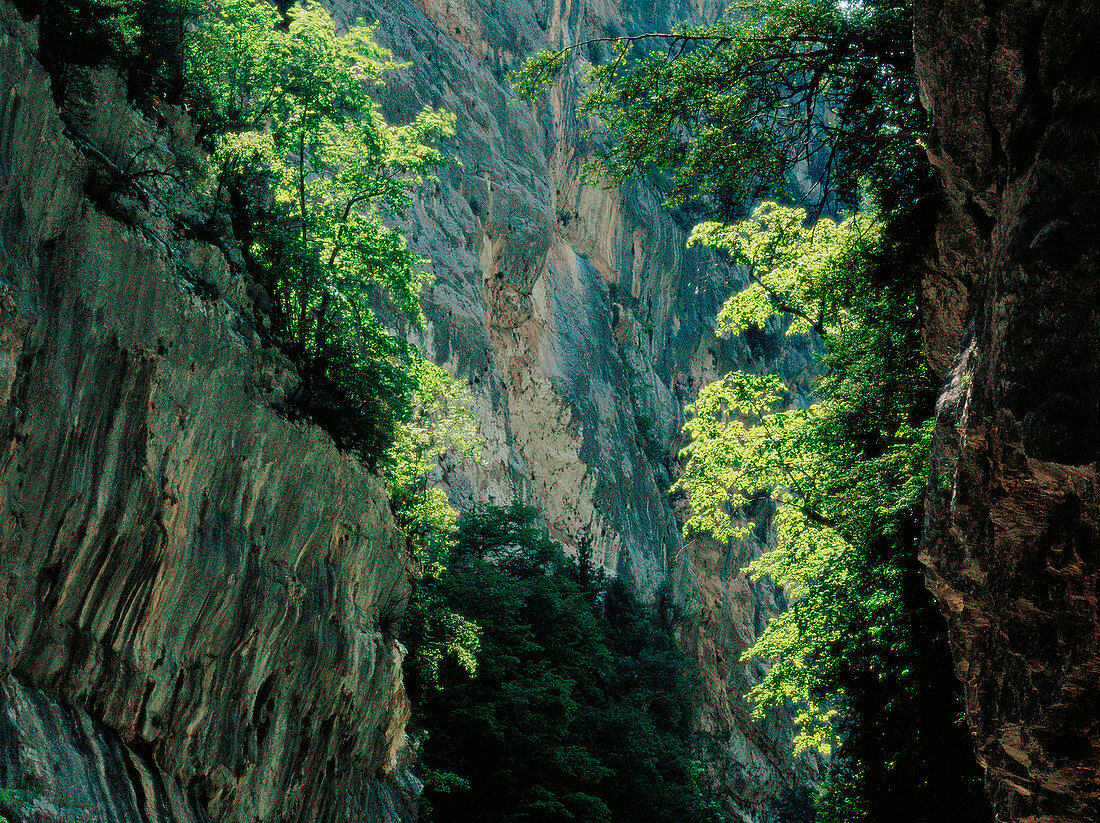 Cañón de Añisclo. Ordesa National Park. Huesca province. Spain