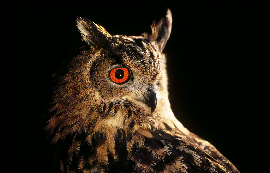 Eagle Owl (Bubo bubo)