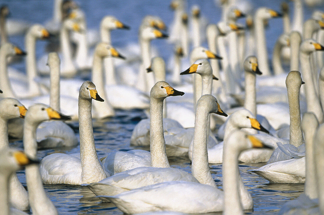 Whooper Swan (Cygnus cygnus) on Kushiro wetlands. Hokkaido, Japan