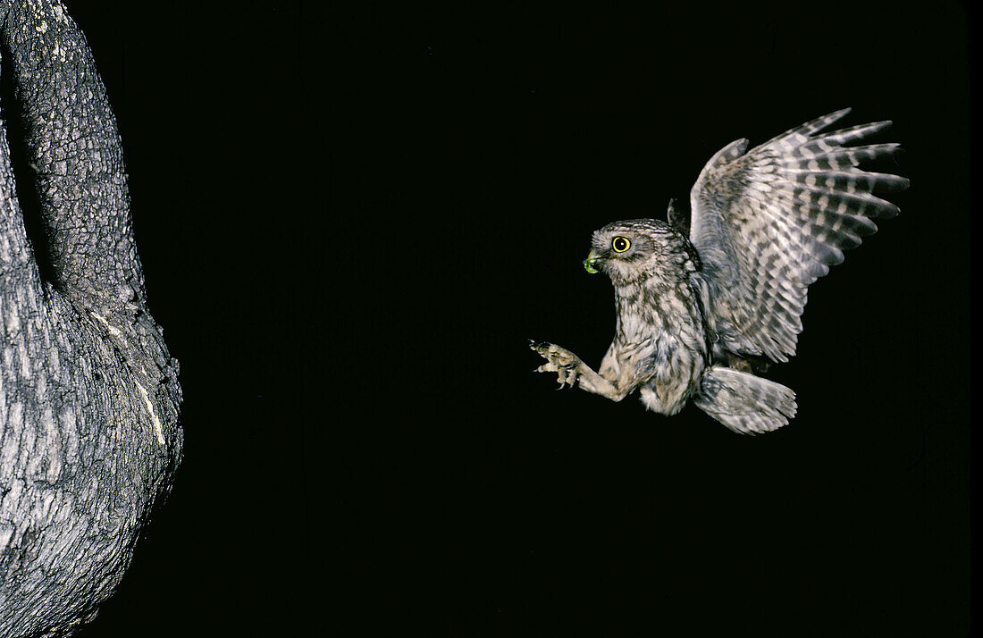 Owl (Athene noctua)