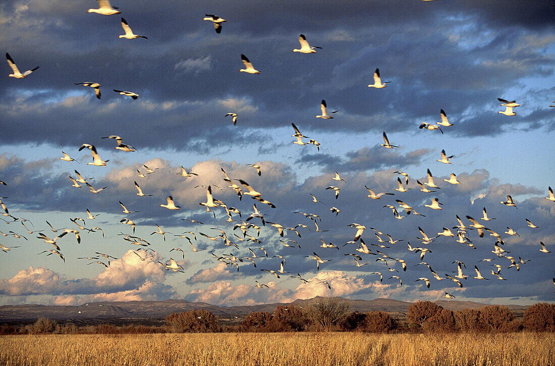Snow Geese (Chen caerulescens). Bosque del Apache, New Mexico, USA