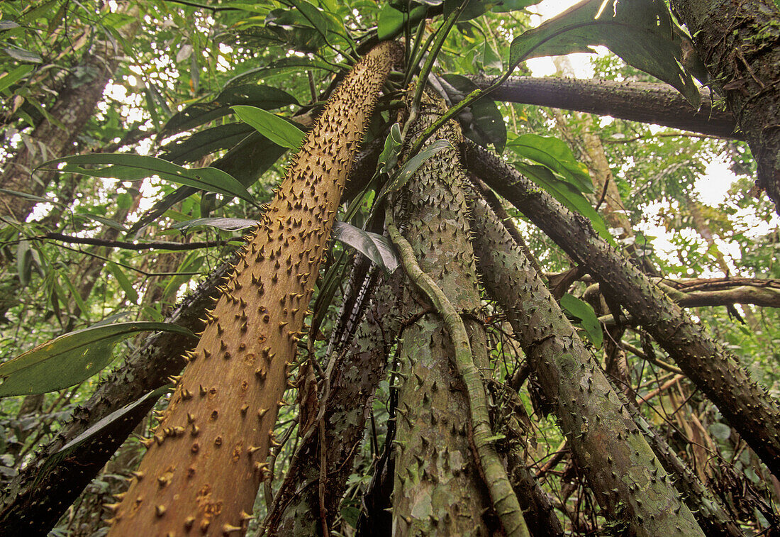 Palm tree (Socratea exorrhiza). Manu National Park. Peru