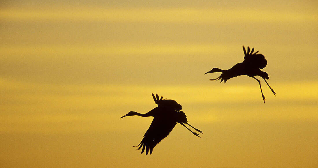  Animal, Animals, Back-light, Backlight, Beauty, Bird, Birds, Calm, Calmness, Color, Colour, Evening, Flight, Flights, Fly, Flying, Horizontal, Migration, Migrations, Motion, Movement, Moving, Pair, Peaceful, Peacefulness, Quiet, Quietness, Silhouette, Si