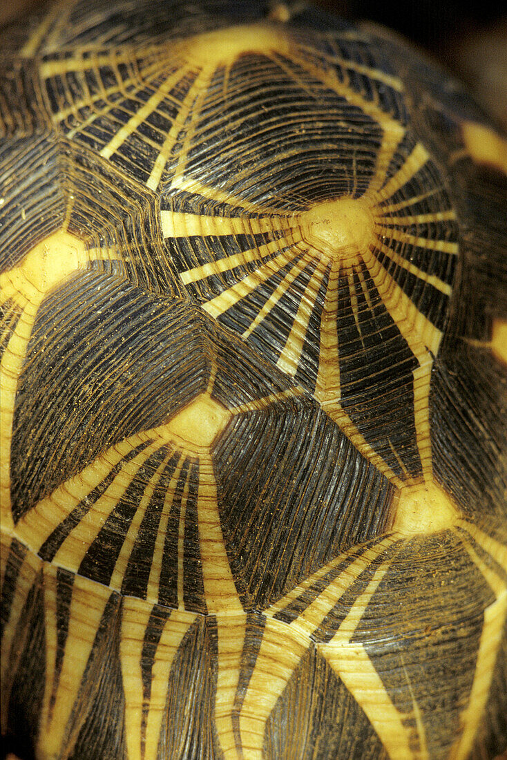 Radiated Tortoise (Geochelone radiata)