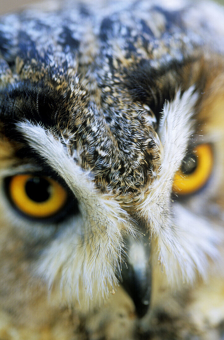 Long-Eared Owl (Asio otus)