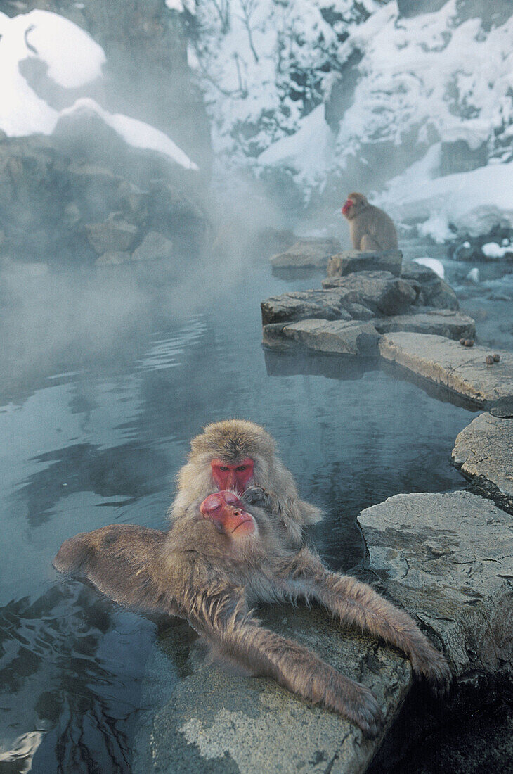 Japanese Macaques (Macaca fuscata). Jigokudani Yaien. Japan