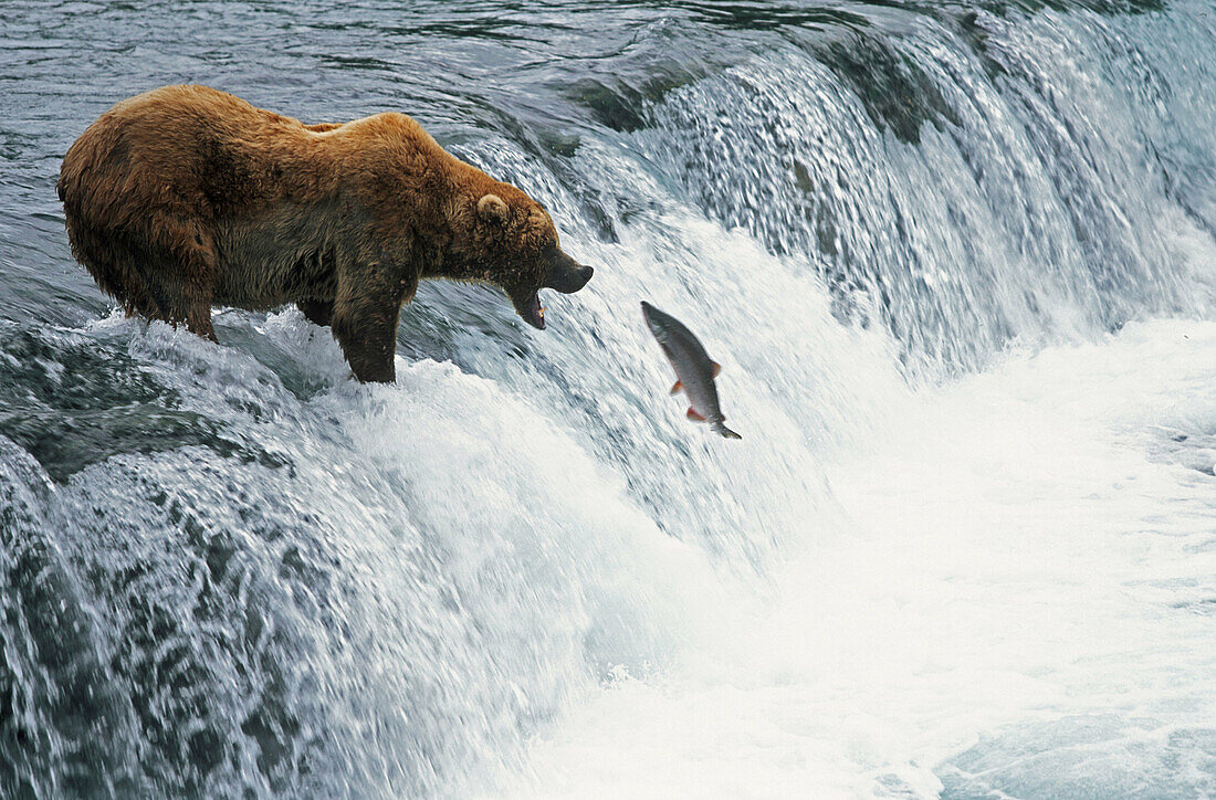 Grizzly Bear fishing in Katmai Natural Park. Alaska. USA