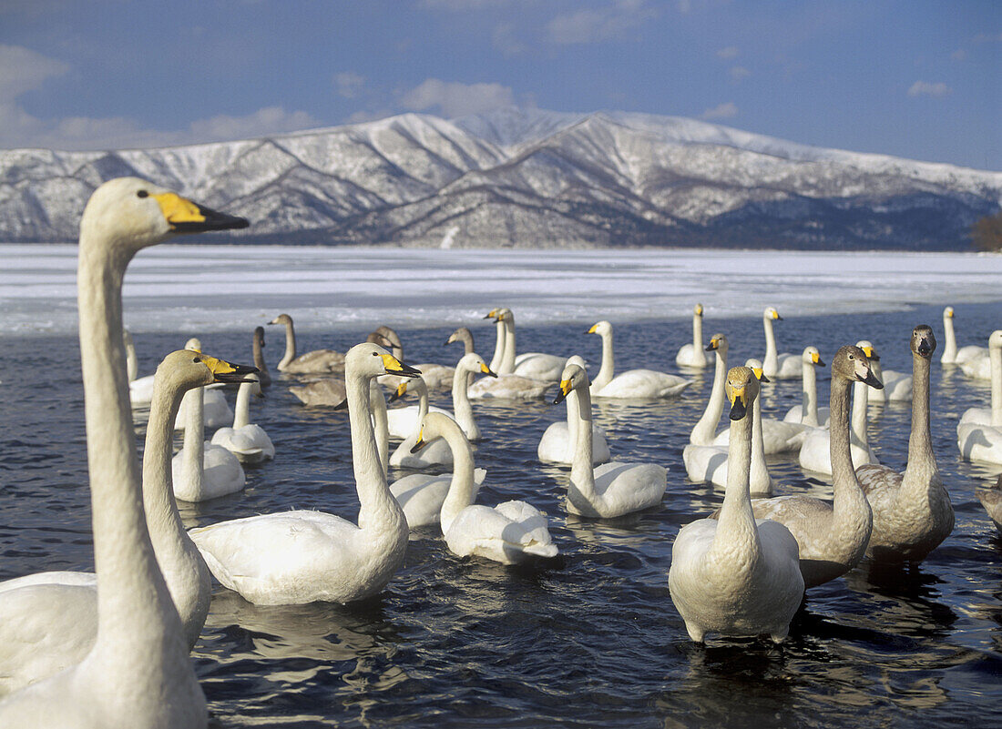 Whooper Swan (Cygnus cygnus) on Kushiro wetlands. Hokkaido, Japan