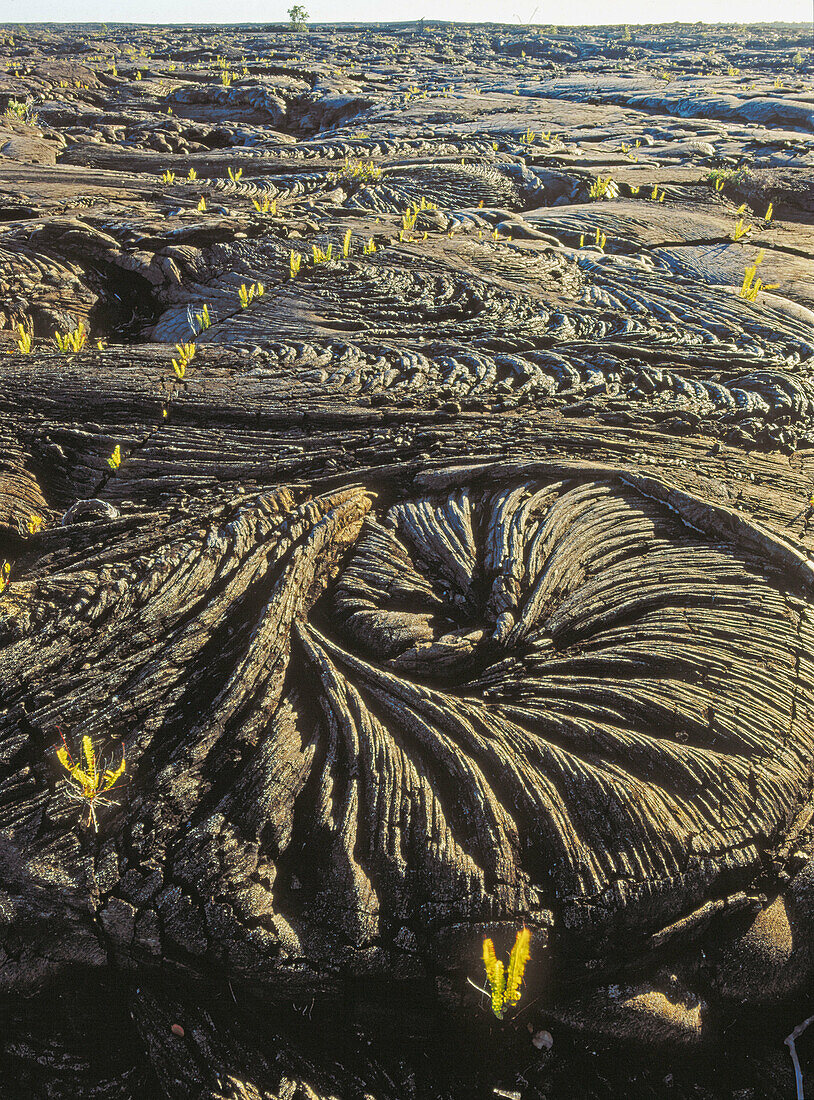 Pahoehoe lava, Hawaii Volcanoes National Park. Big Island, Hawaii. USA