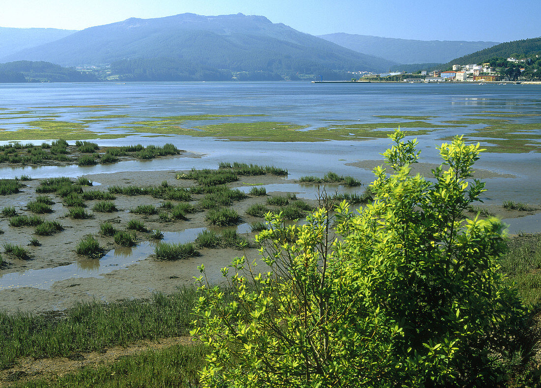 Marshes. Ria Ortegueira. Coruña. Spain.