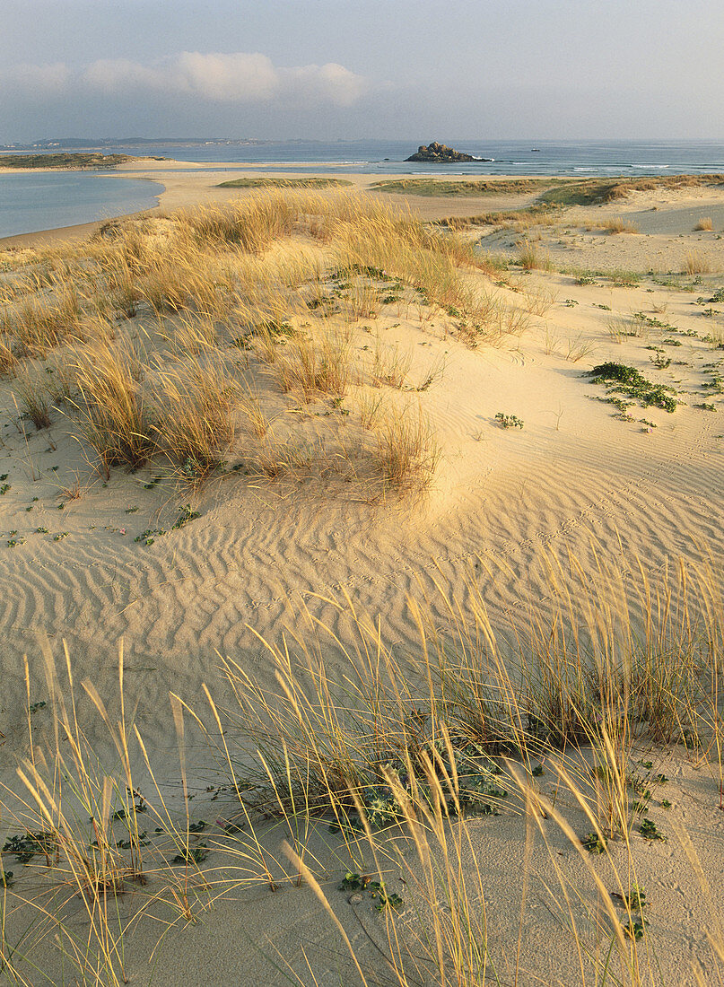 Cardo de Mar. Corrubedo dunes. Coruña. Spain.