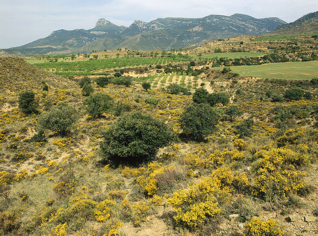 Oaks, juniper. Sierra de Guara. Tojos. Huesca province. Spain.