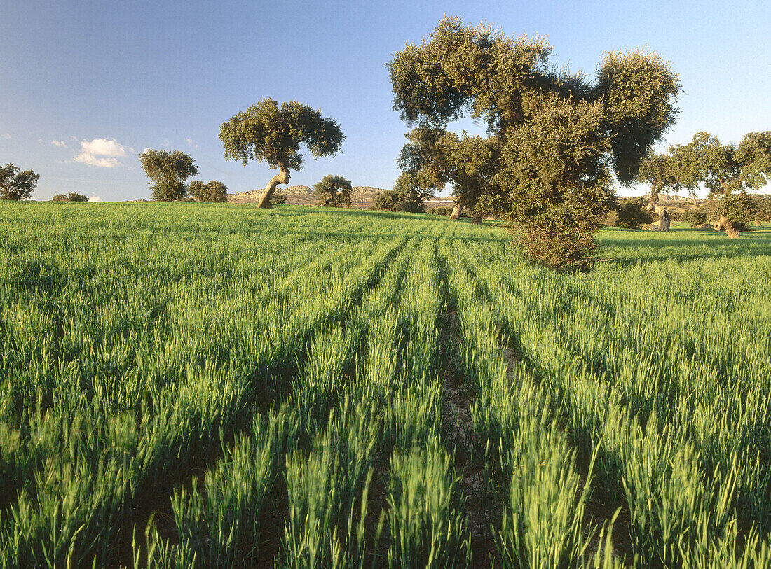 Cereal and meadow. La Serena. Badajoz province. Spain.