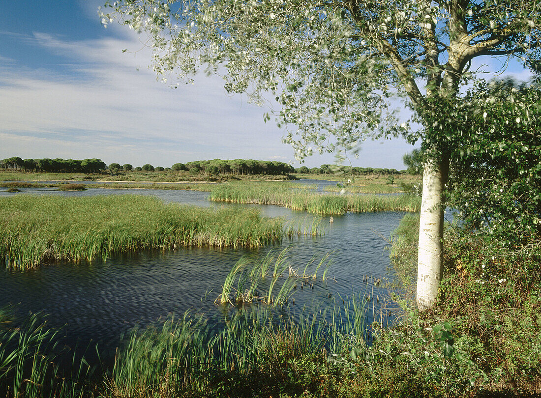 Laguna El Acebuche. Doñana National Park. Huelva. Andalucia. Spain.