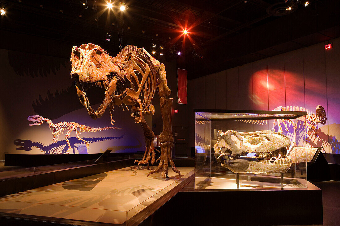 Tyrannosaurus rex. Royal Tyrrell Museum of Paleontology. Drumheller. Alberta. Canada