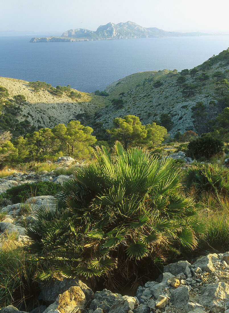 Formentor Cape landscape. Mallorca. Balearic Islands. Spain.