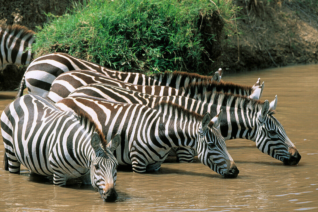 Burchell s Zebras