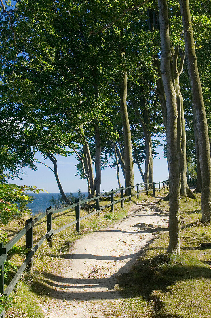 Außen, Baum, Bäume, Farbe, Geräuschlosigkeit, Grün, Landschaft, Landschaften, Natur, Niemand, Pfad, Pfade, Ruhe, Ruhig, Still, Tageszeit, Vegetation, Verlassen, Weg, Wege, Zaun, Zäune