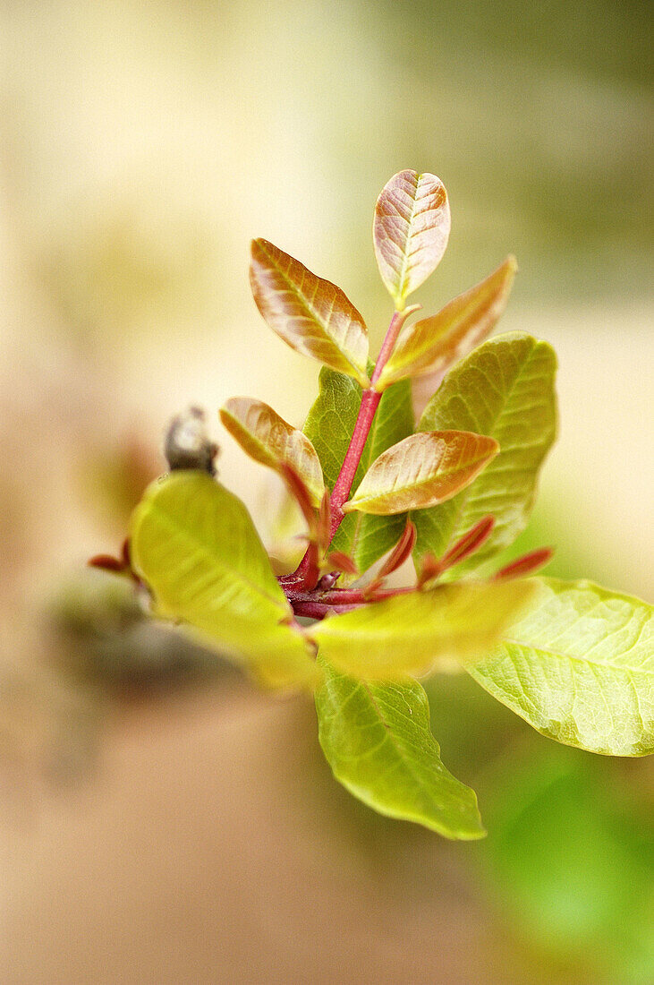 Carob (Ceratonia siliqua). Majorca, Balearic Islands. Spain