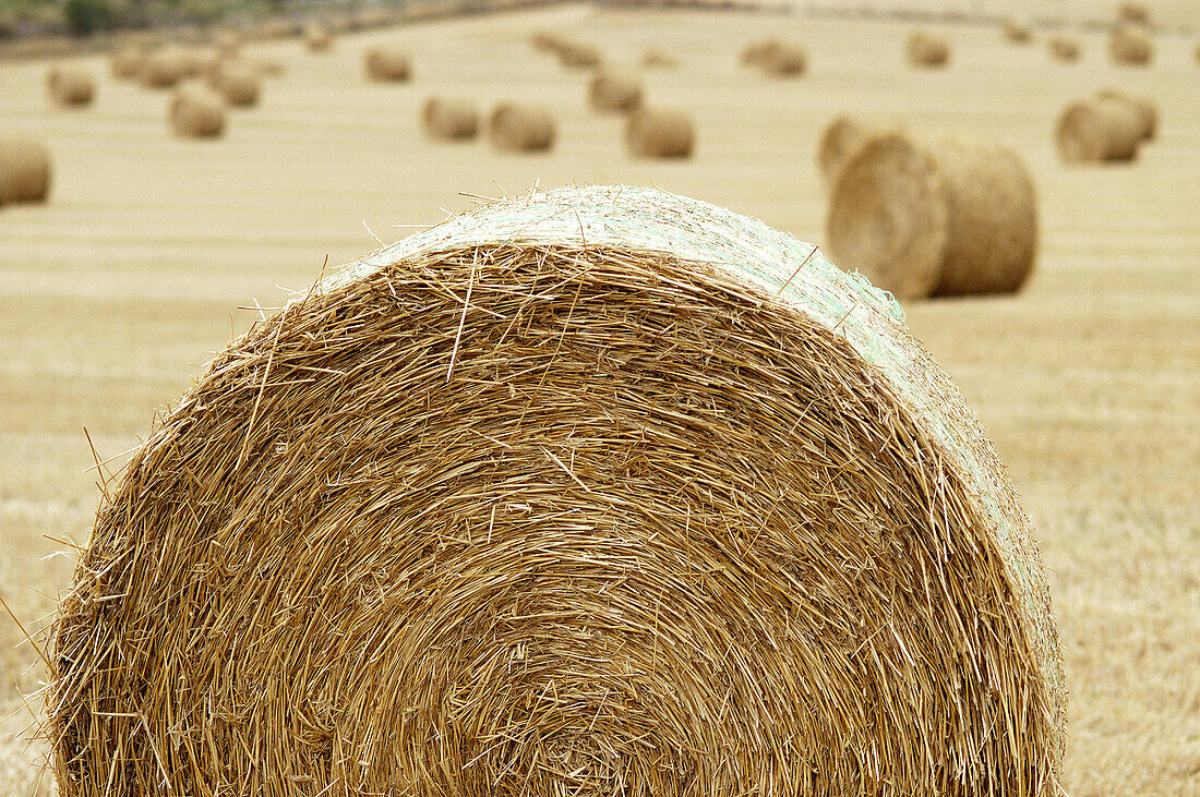 Hay bales. Majorca. Balearic Islands. Spain