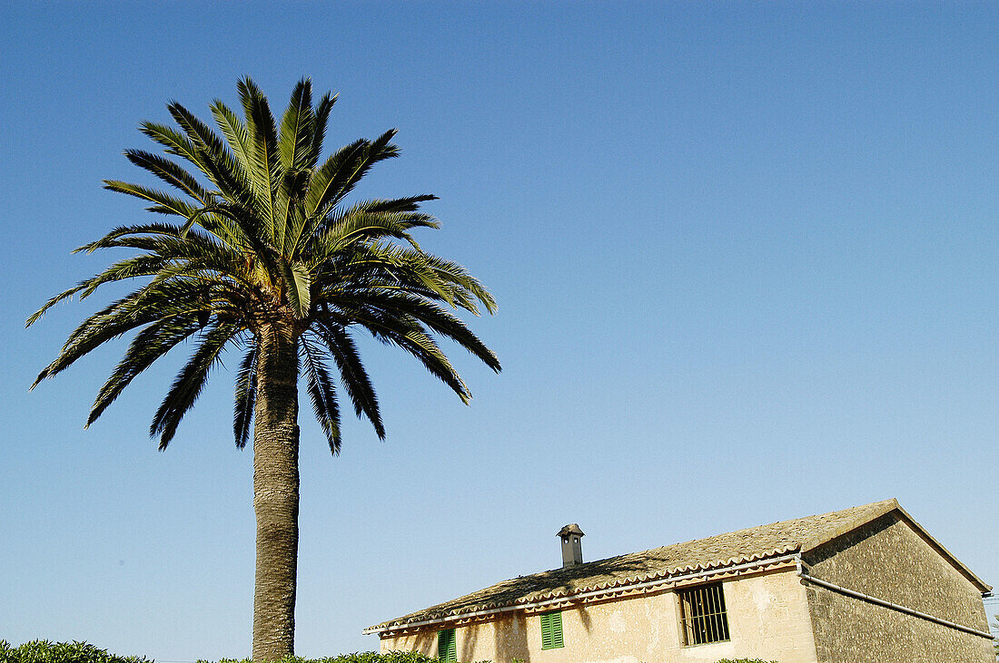 Palm tree and traditional roof. Majorca. Balearic Islands. Spain