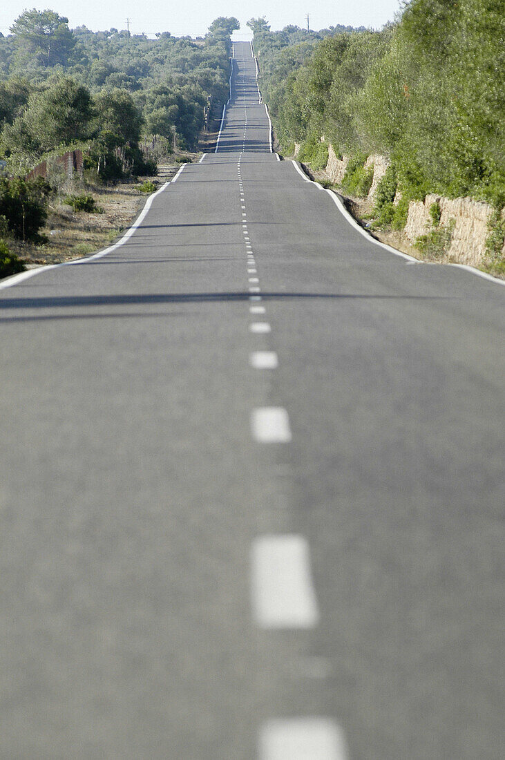 Road between Petra and Son Serra de Marina. Majorca. Balearic Islands. Spain