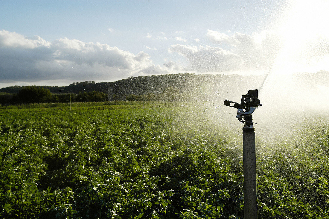 Spraying. Majorca. Balearic Islands. Spain