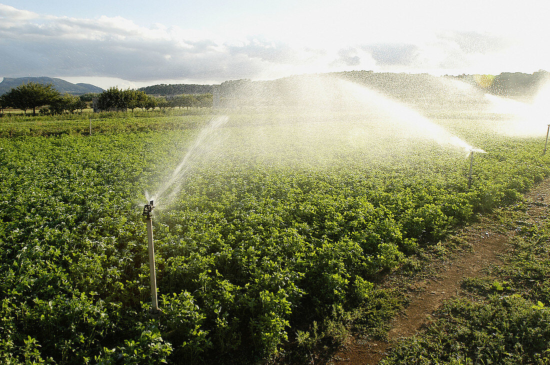 Spraying. Majorca. Balearic Islands. Spain