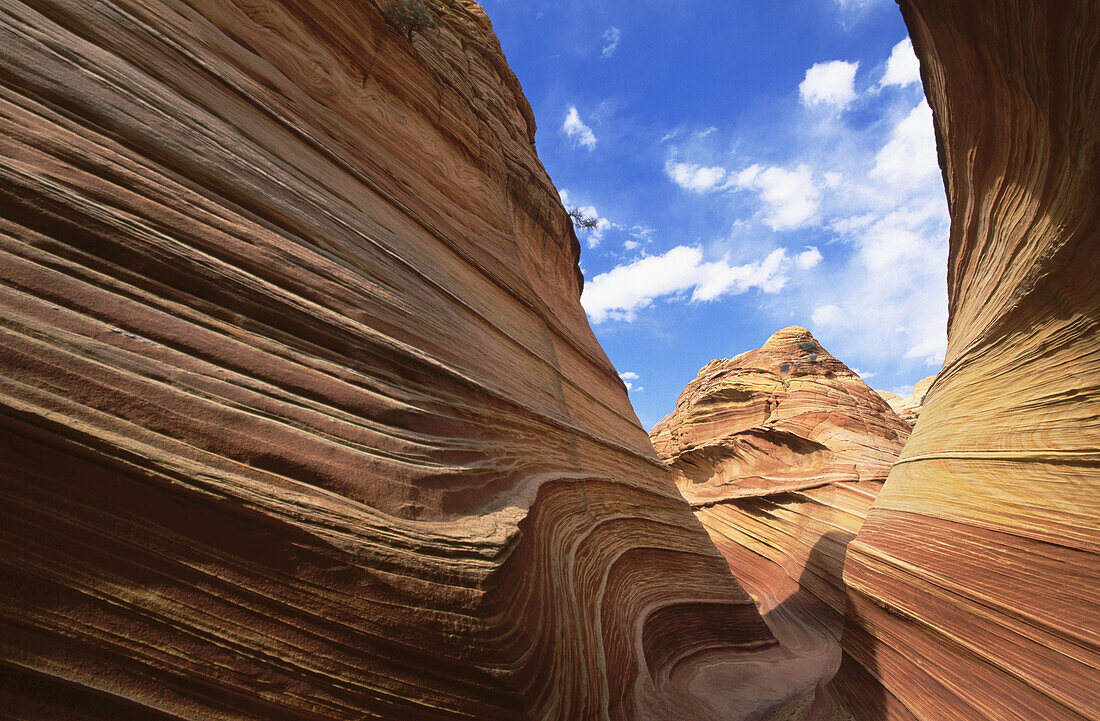 Striated sandstone at The Wave . North Coyote Buttes. Paria Canyon-Vermillion Cliffs Wilderness. Arizona, USA
