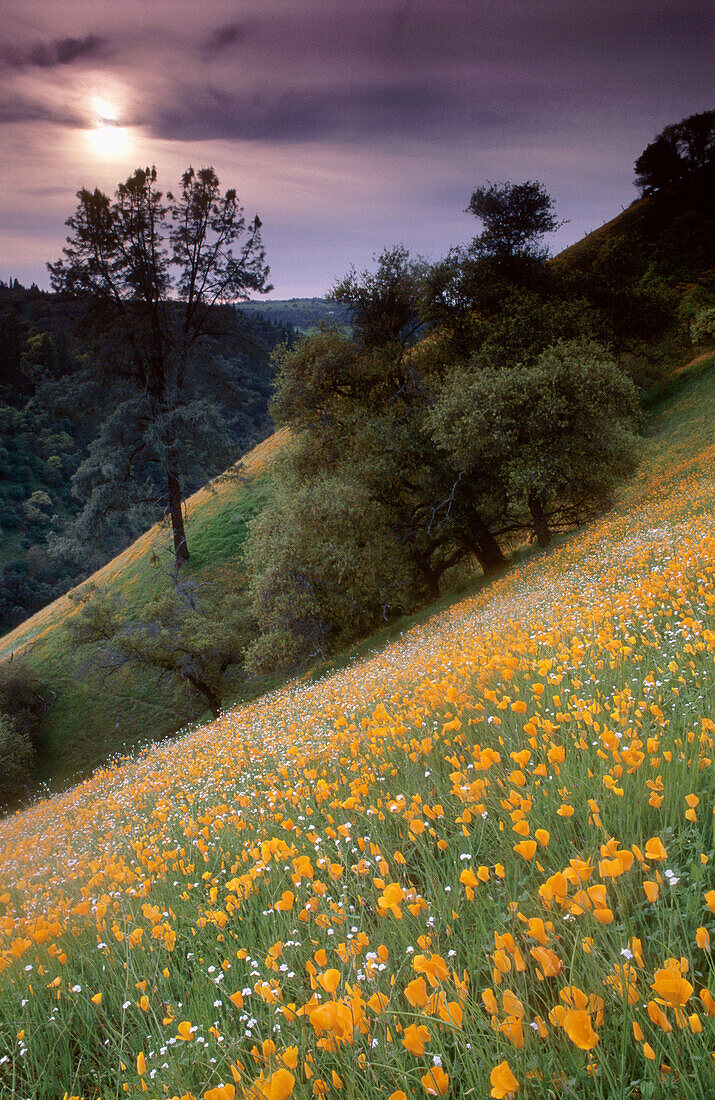 Stormy sunset over hillside. California, USA