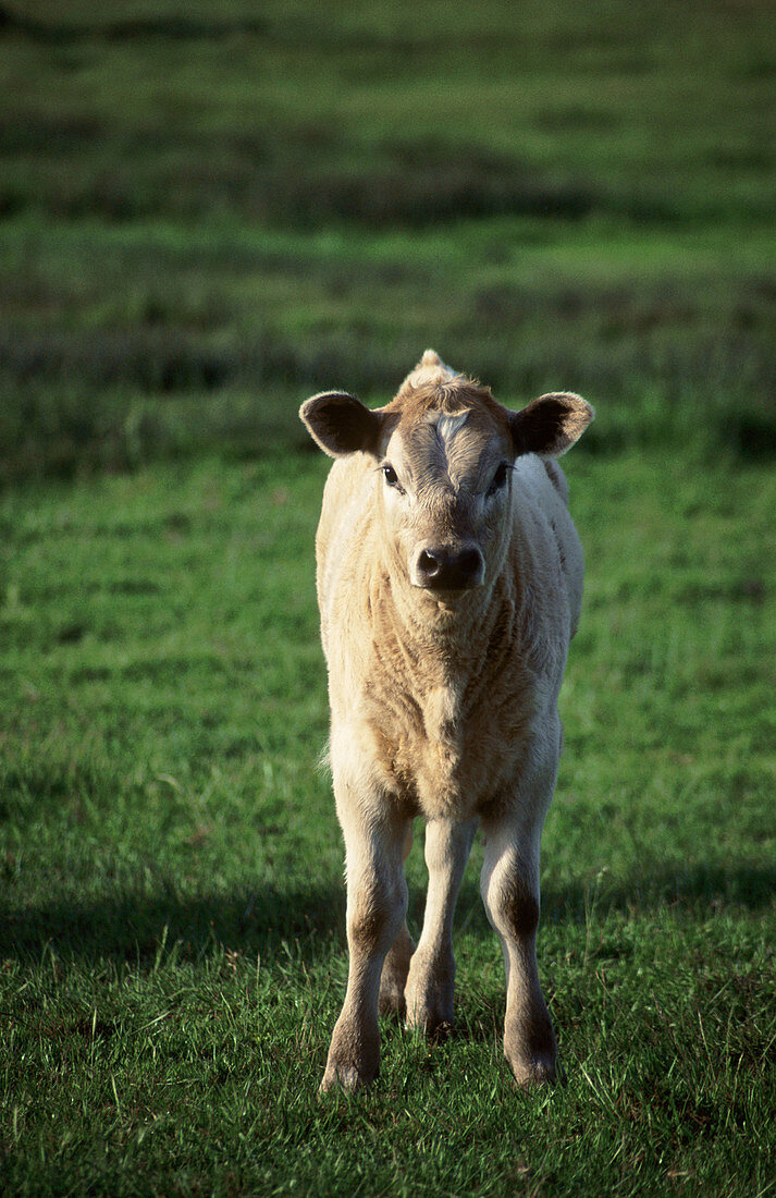 Diary calf in green pasture. Cunningham Ranch. California, USA