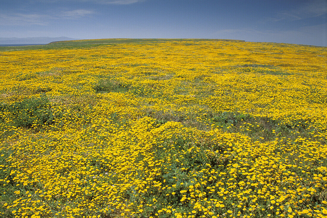 Carpet of yellow wildflowers in spring at Frazer Point. Santa Cruz Island. Channel Islands. California. USA