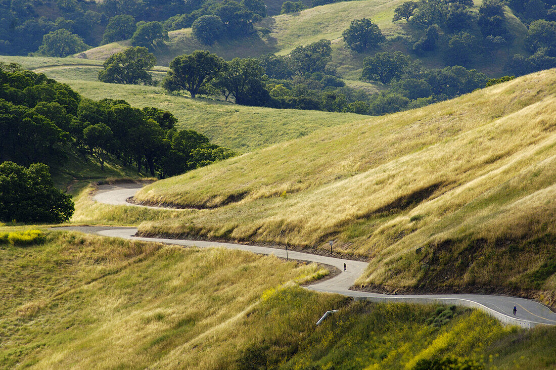 Bicycle riding on twisting curves on road through grass hills and oak trees, Mount Diablo State Park, California