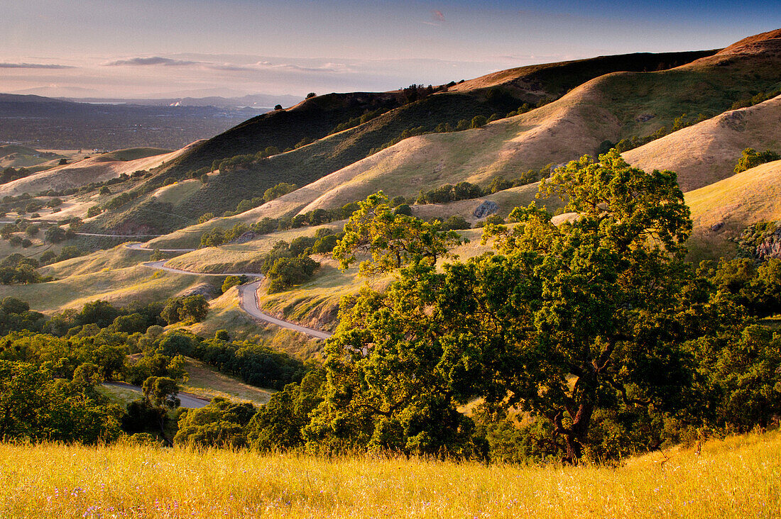 Twisting curves on road through grass hills and oak trees at sunset, Mount Diablo State Park, California