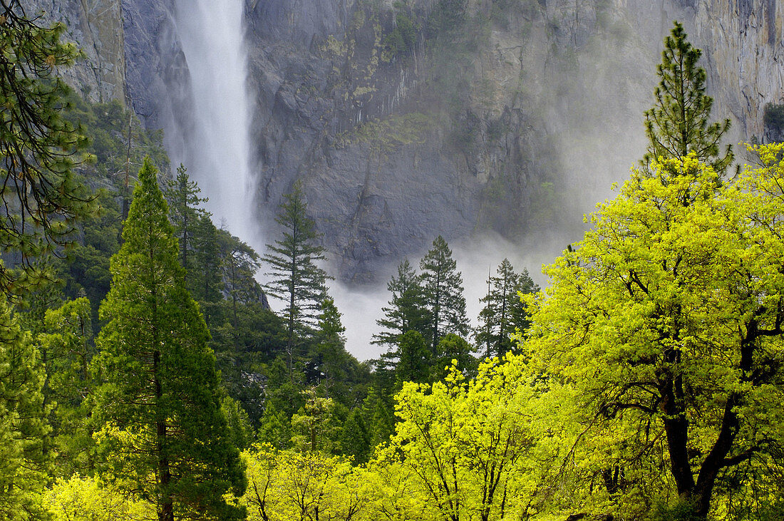 Mist and spray from Bridalveil Fall in spring and trees, Yosemite Valley, Yosemite National Park, California