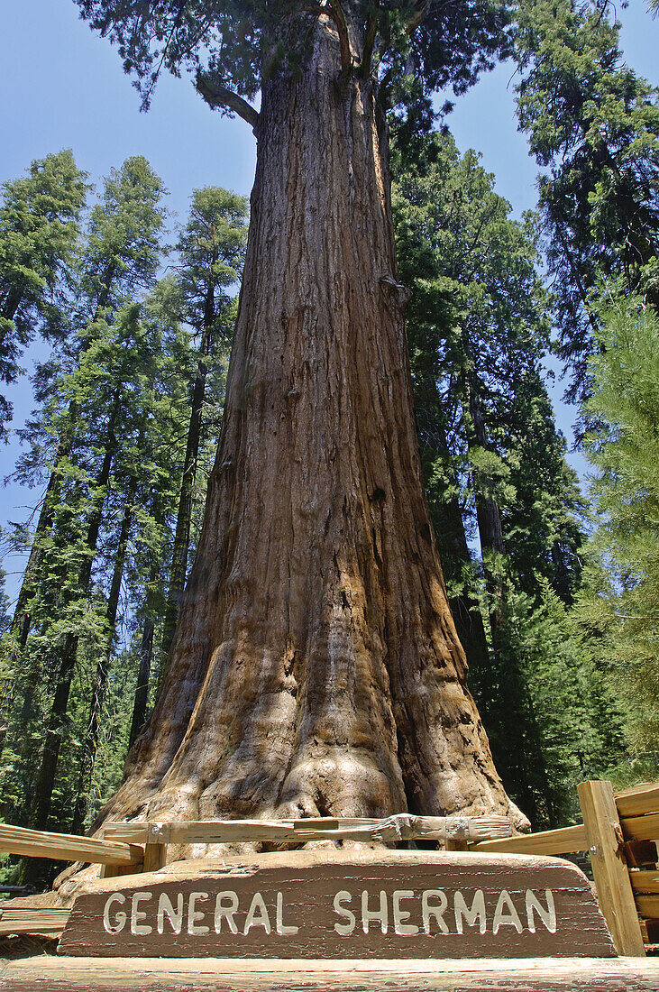 Name sign at the base of the General Sherman, Worlds Largest Tree, Giant Forest, Sequoia National Park, California