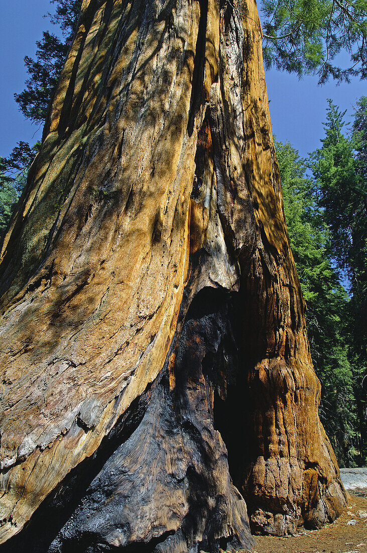 Giant Sequoia Trees Sequoiadendron giganteum, Congress Trail, Giant Forest, Sequoia NP, California