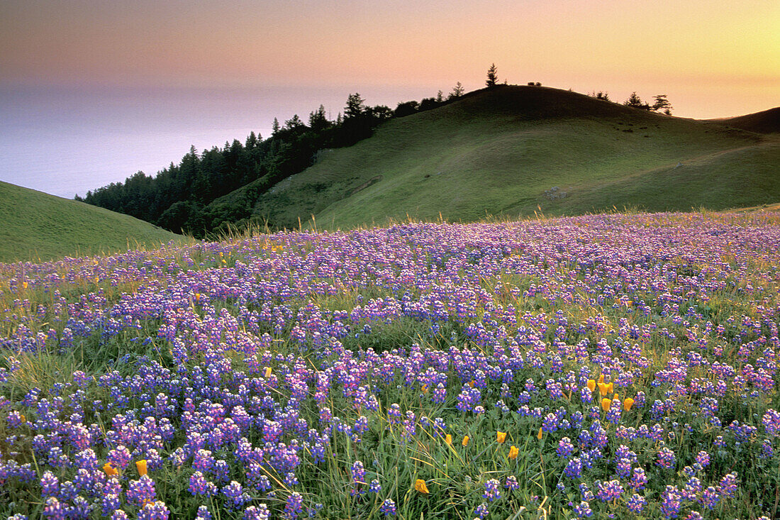 Field of purple wildflowers in green grass field on hillside at sunset, Bolinas Ridge, Mount Tamalpais, Marin County, California