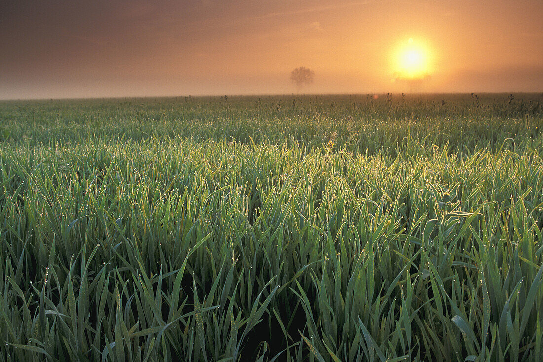 Golden sunrise and misty morning dew on green grass in rural country farm pasture field, Merced County, California