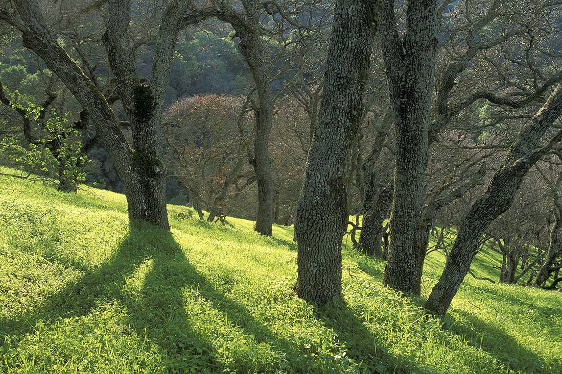 Oak trees and green grass on hills in spring, Briones Regional Park, Contra Costa County, California