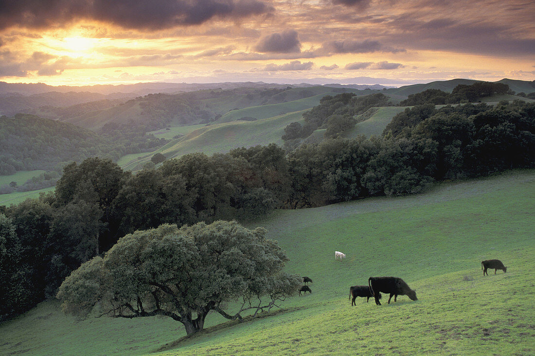 Oak trees, cows and green grass on hills over valley in spring at sunset, Briones Regional Park, Contra Costa County, California