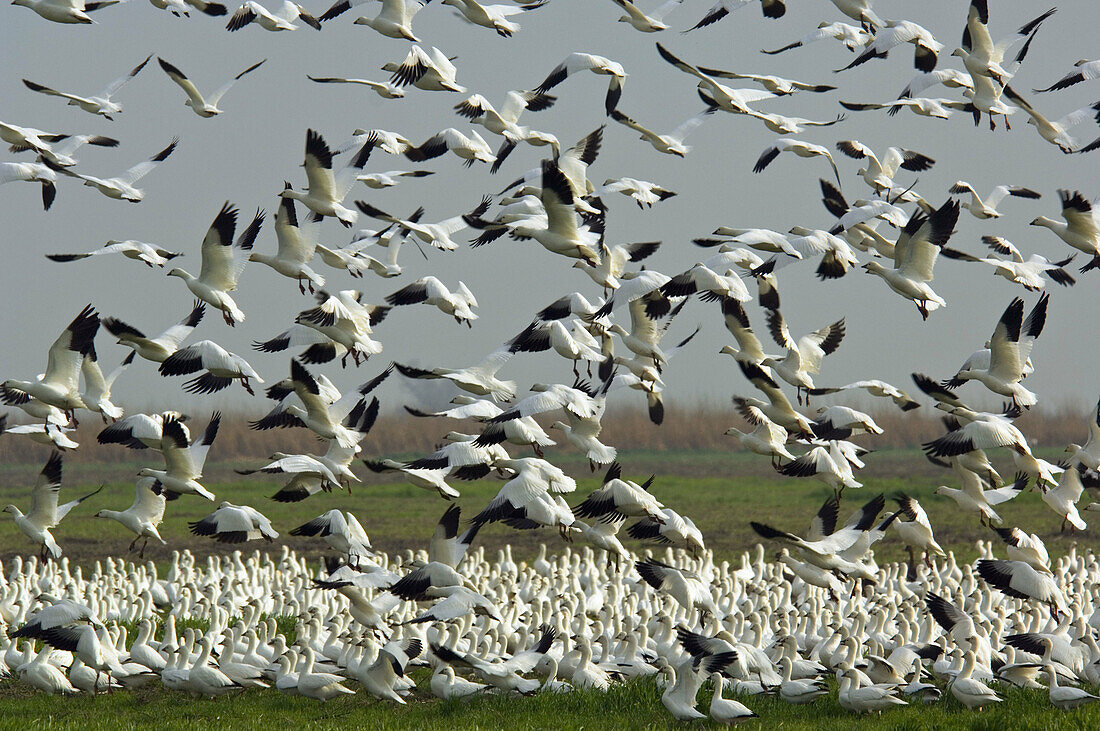 Flocks of Ross s Geese take off from field during migration, Merced National Wildlife Refuge, Central Valley, California