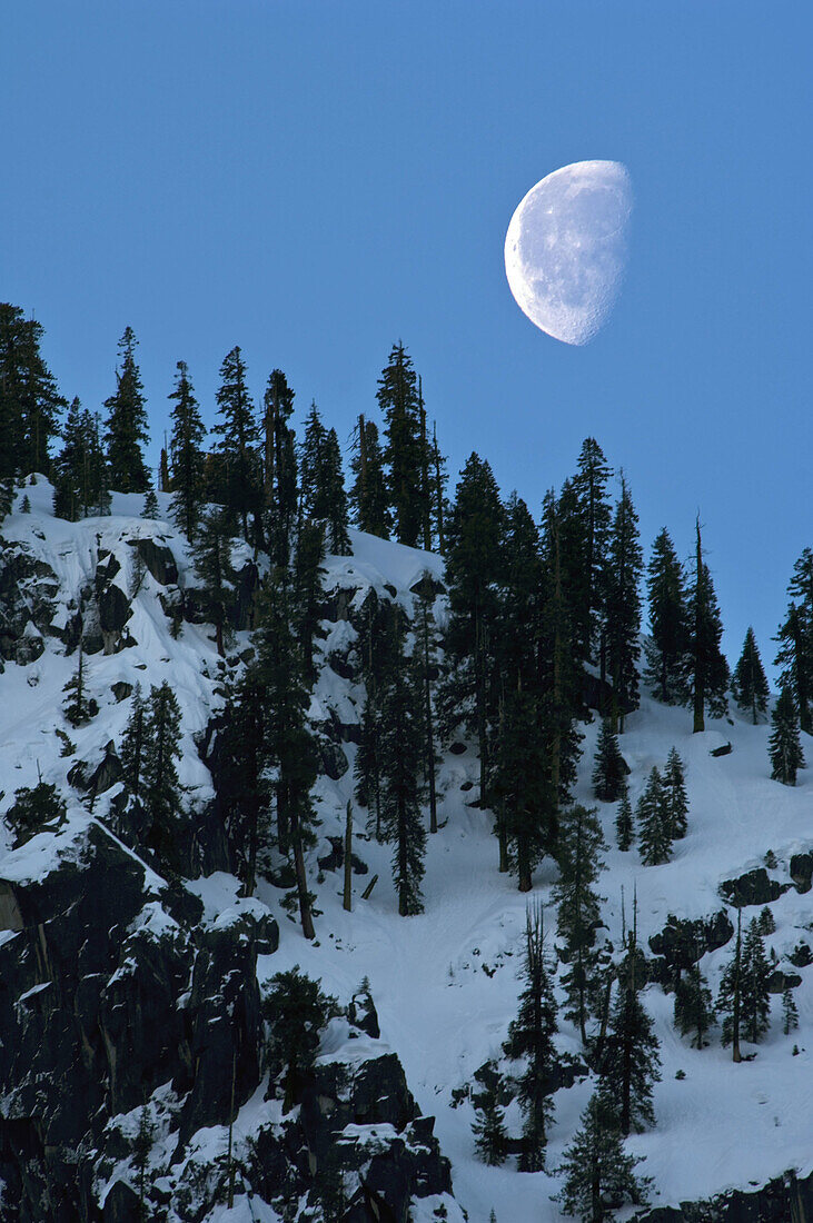 Moon set at dawn over trees on snow covered mountain ridge in early spring above Yosemite Valley, California