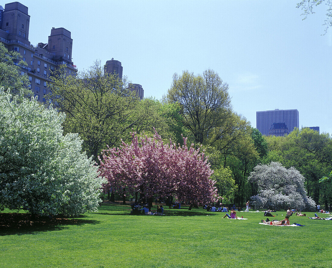 Spring blossoms, Central park east, Manhattan, New York, USA.