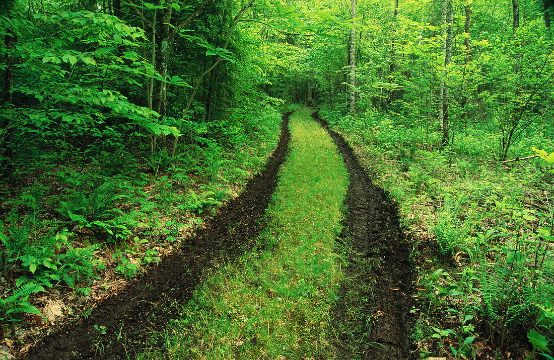 Tire tracks in the forest. Great Smoky Mountains NP. Tennessee. USA