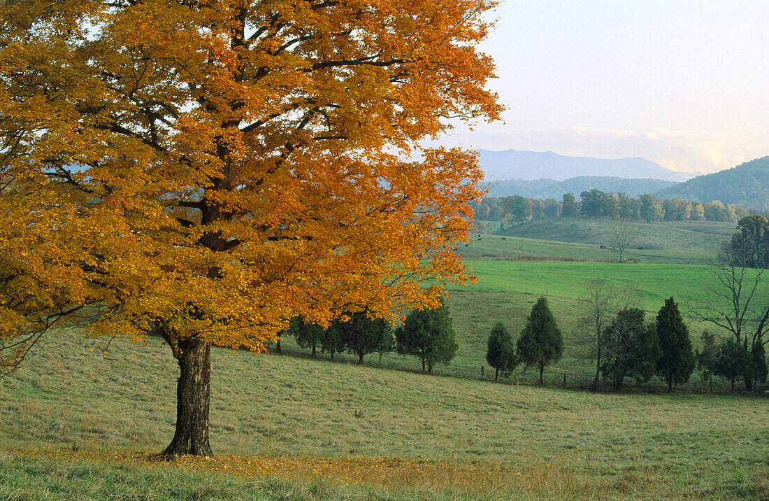 Maple tree. Great Smoky Mountains in distance. USA