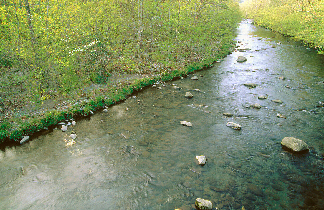 Spring foliage. Little Pigeon river. Great Smoky Mountains National Park. Tennessee. USA