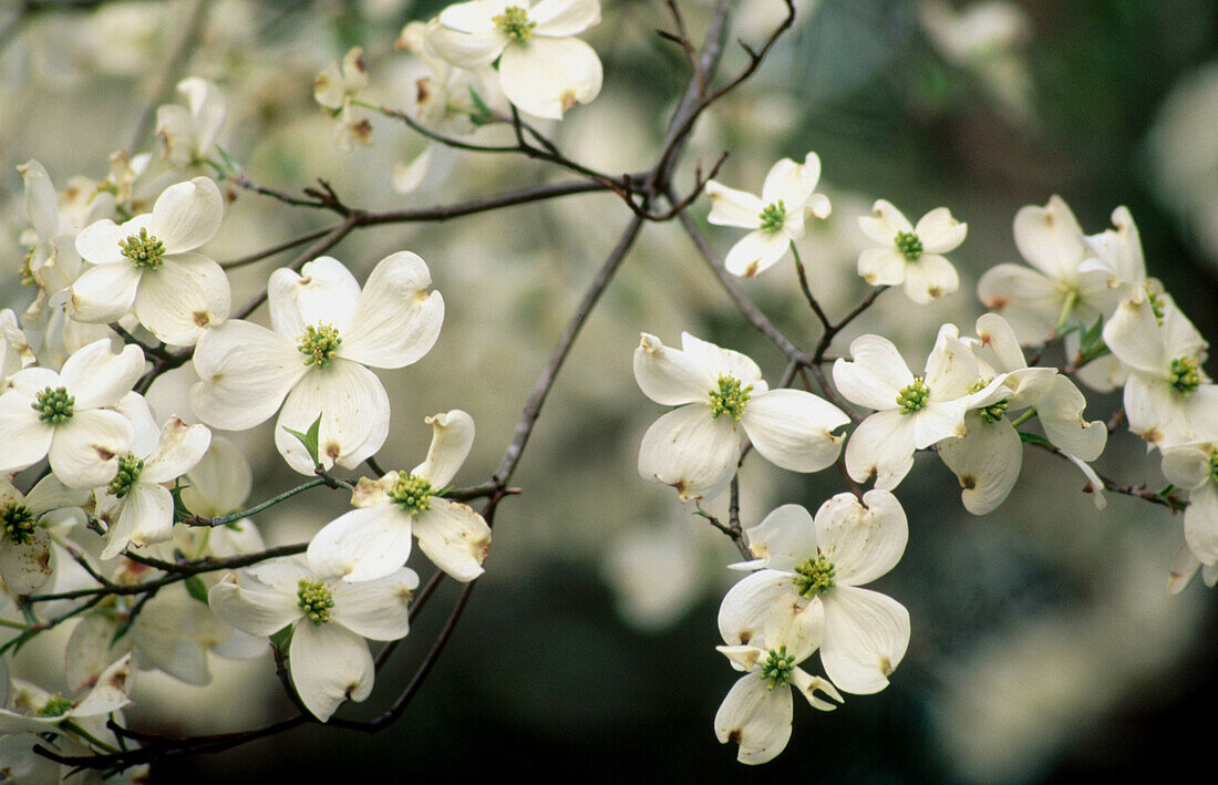 Dogwood. East Tennessee. USA